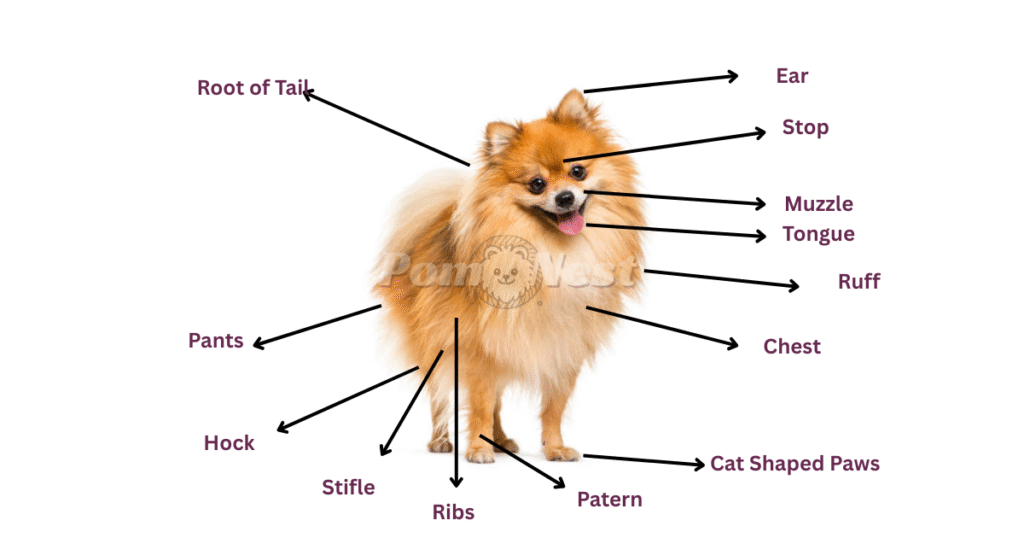 Labeled diagram of a Pomeranian dog showing pomeranian look with body parts including ears, tail, paws, and coat