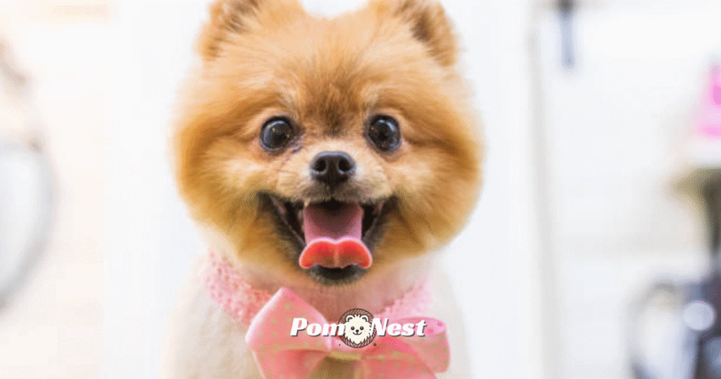 A happy Pomeranian with its tongue out, showcasing the playful personality and fluffy coat that adds to the charm—highlighting *how much does a Pomeranian cost* for potential dog owners.