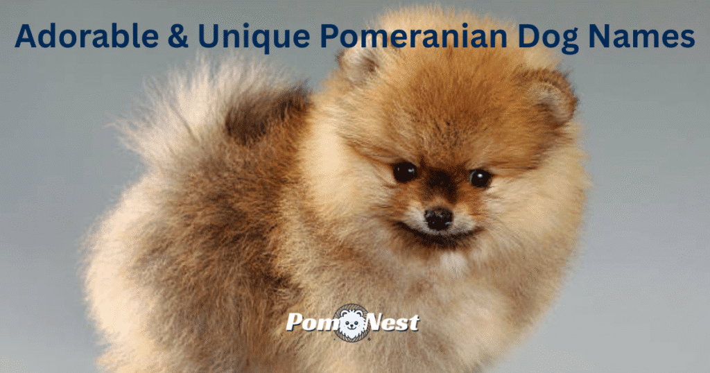 Innocent-looking Pomeranian dog gazing forward — the perfect face to inspire sweet and adorable Pomeranian dog names