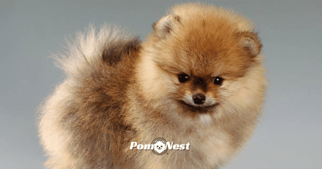 Innocent-looking Pomeranian dog gazing forward — the perfect face to inspire sweet and adorable Pomeranian names