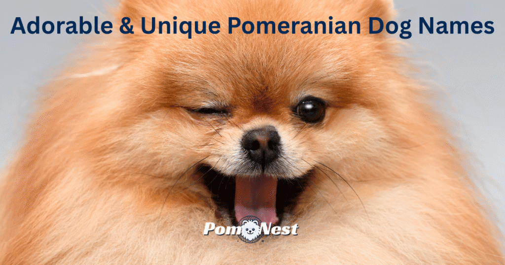 A fluffy Pomeranian dog winking at the camera with a playful expression, highlighting charm and personality for pomeranian dog names.