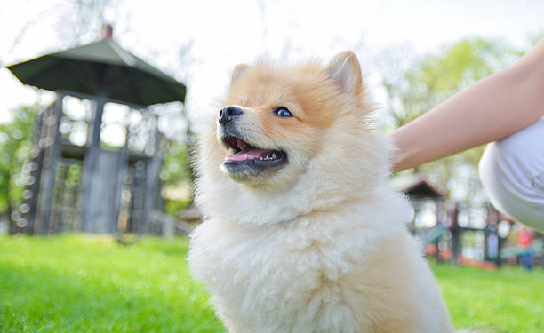 Happy Pomeranian dog cuddling with his owner outdoors