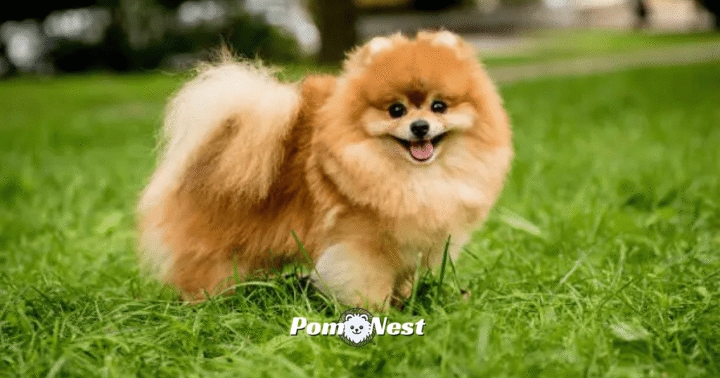 A Pomeranian dog standing confidently on a grassy plot, showcasing its alert nature and suitability for training as a service dog.