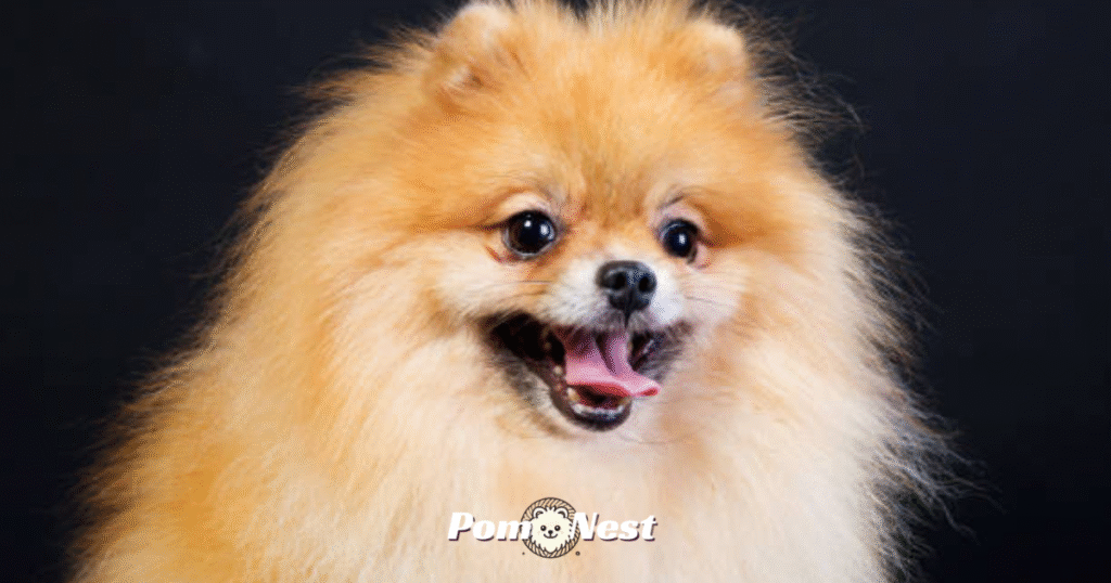 Cheerful Pomeranian dog displaying friendly and affectionate behavior.