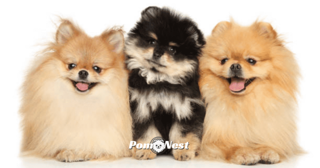 **Alt text:** Three Pomeranian dogs sitting side by side, with a black Pomeranian in the center, showcasing the variety of Pomeranian colors including.