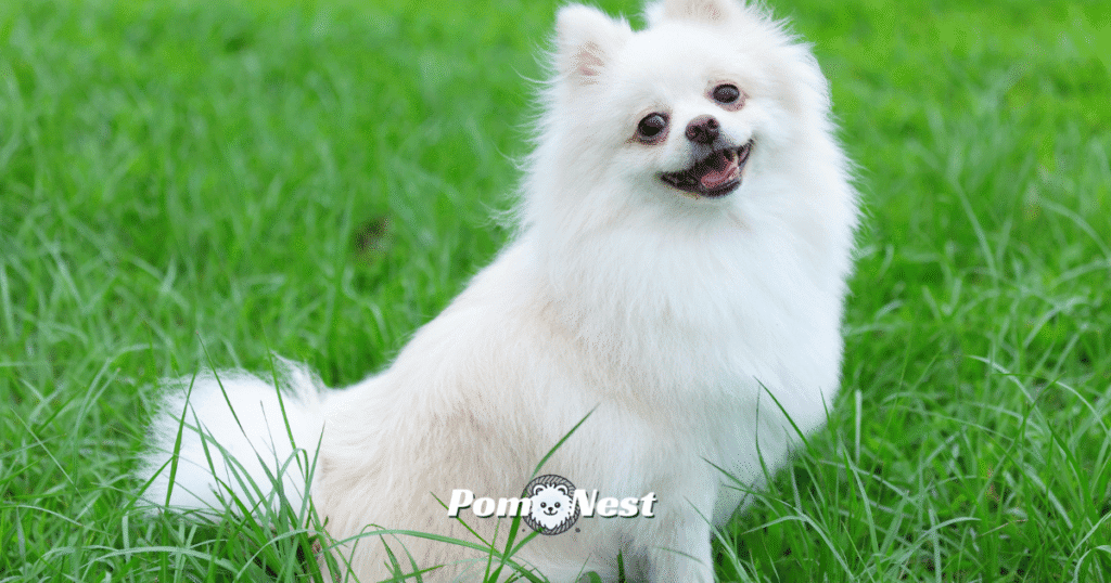 A white Pomeranian dog with a fluffy, snow-like coat sitting gracefully, highlighting one of the most elegant and classic Pomeranian colors.
