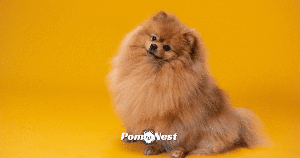 An orange Pomeranian dog perfectly representing one of the most popular Pomeranian colors.