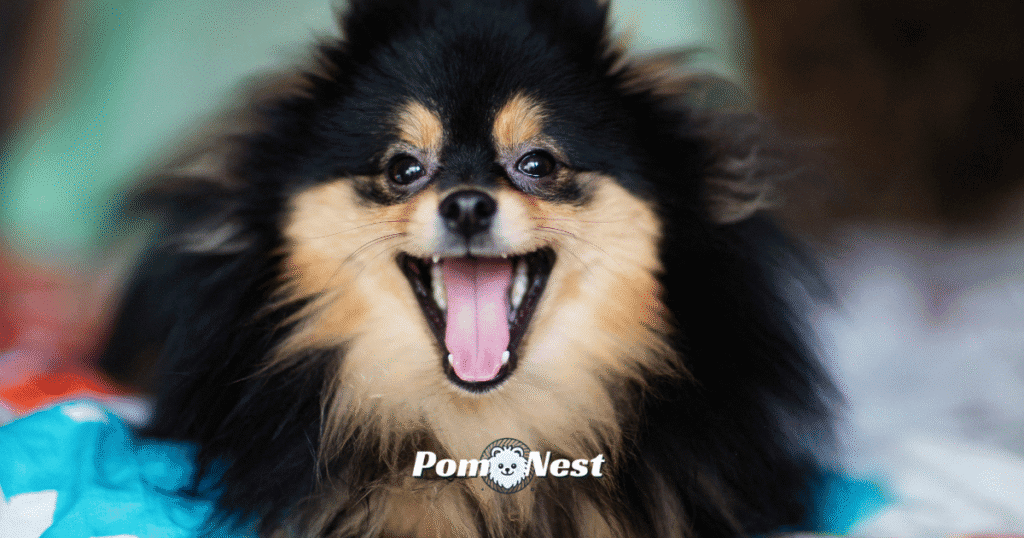 A black Pomeranian dog with a shiny, jet-black coat standing alert, showcasing the depth and beauty of darker Pomeranian colors.