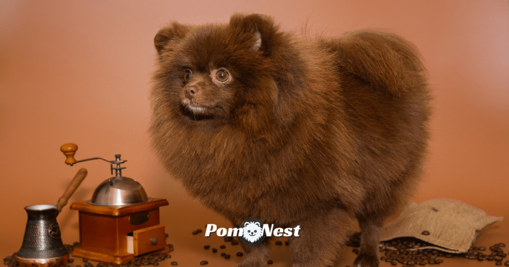 A chocolate Pomeranian dog with a rich, deep brown coat and matching nose, beautifully illustrating the warmth of rare Pomeranian colors.