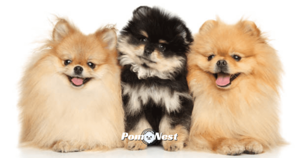  Three Pomeranian dogs sitting side by side, with a black Pomeranian in the center, showcasing the variety of Pomeranian colors including.