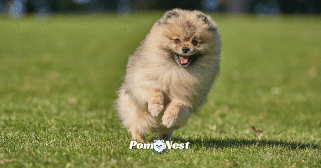 Pomeranian dog running joyfully in a green pasture during pomeranian playtime, full of energy and excitement.