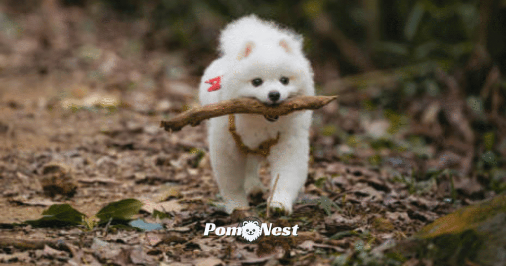 A Pomeranian ready to fetch, holding a piece of wood in its mouth while standing in the open plains—highlighting the playful nature of training a Pomeranian to fetch