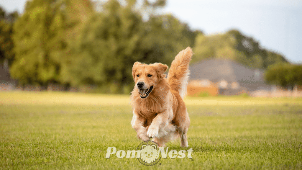 Pomeranian mixed with wiener dog happily running in a green pasture, showcasing its energetic and playful nature.