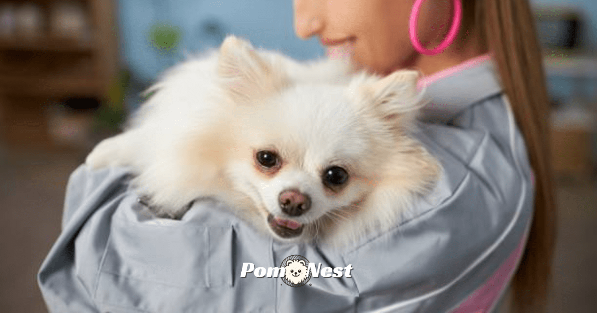 A Pomeranian dog cuddling with a smiling lady on the couch, showing one of the affectionate activities for Pomeranians.