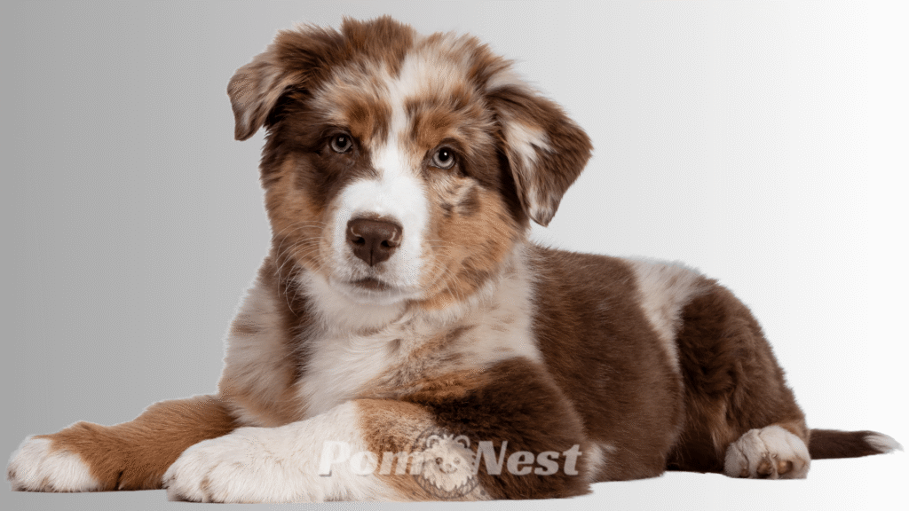 Australian Shepherd and Pomeranian mix sitting calmly with a relaxed and gentle expression.