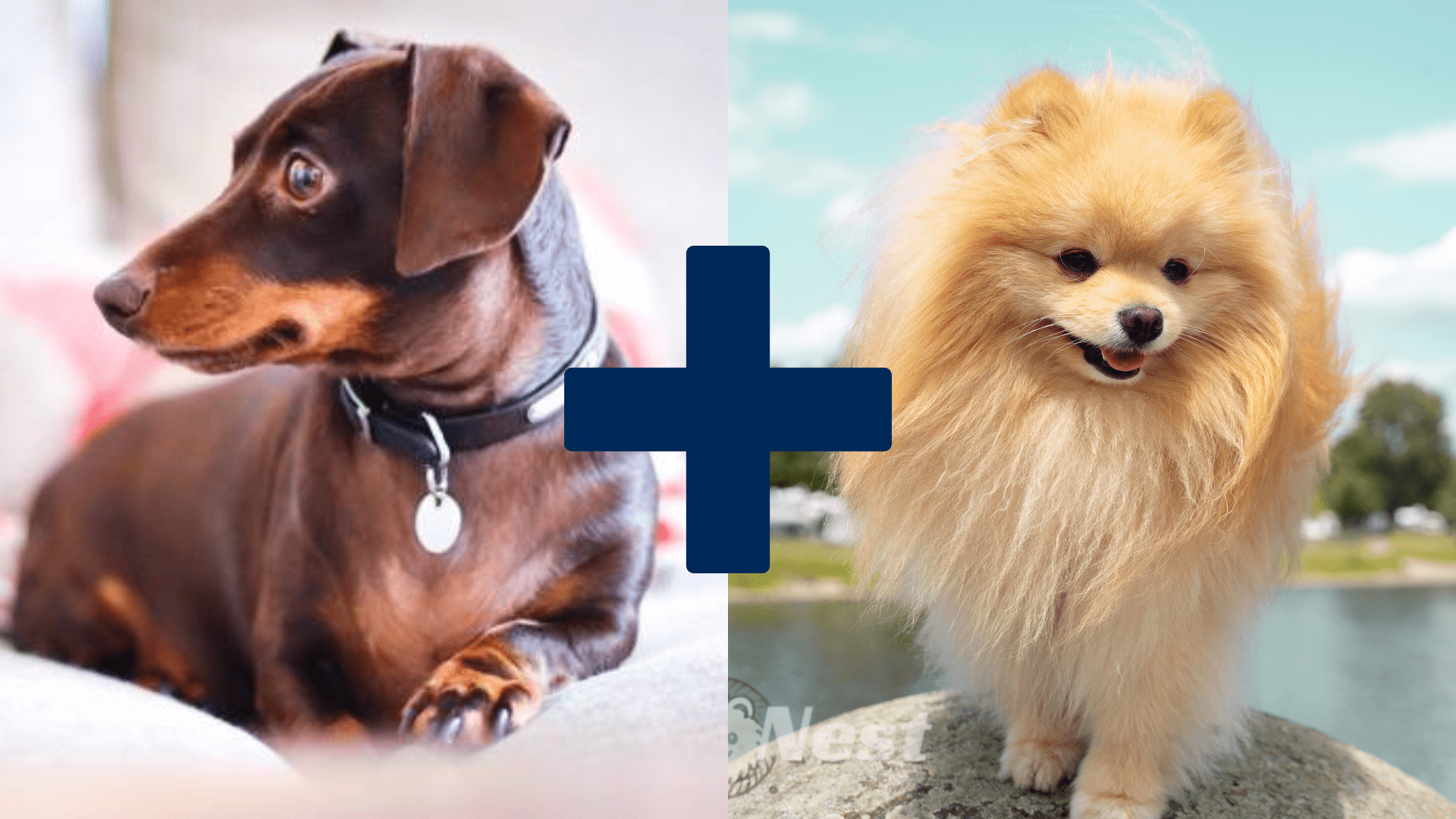 Side-by-side image of a Dachshund (wiener dog) and a Pomeranian with a plus sign between them, illustrating the pomeranian mixed with wiener dog crossbreed.