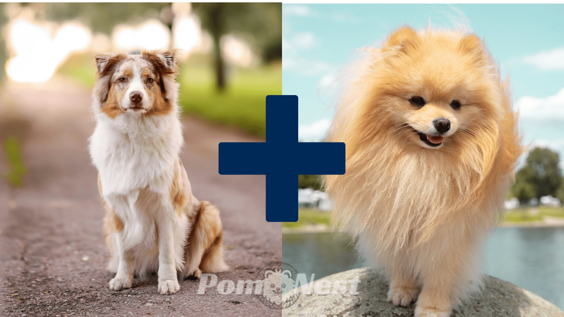 Australian Shepherd and Pomeranian side by side, showing the parent breeds of the Australian Shepherd and Pomeranian mix.