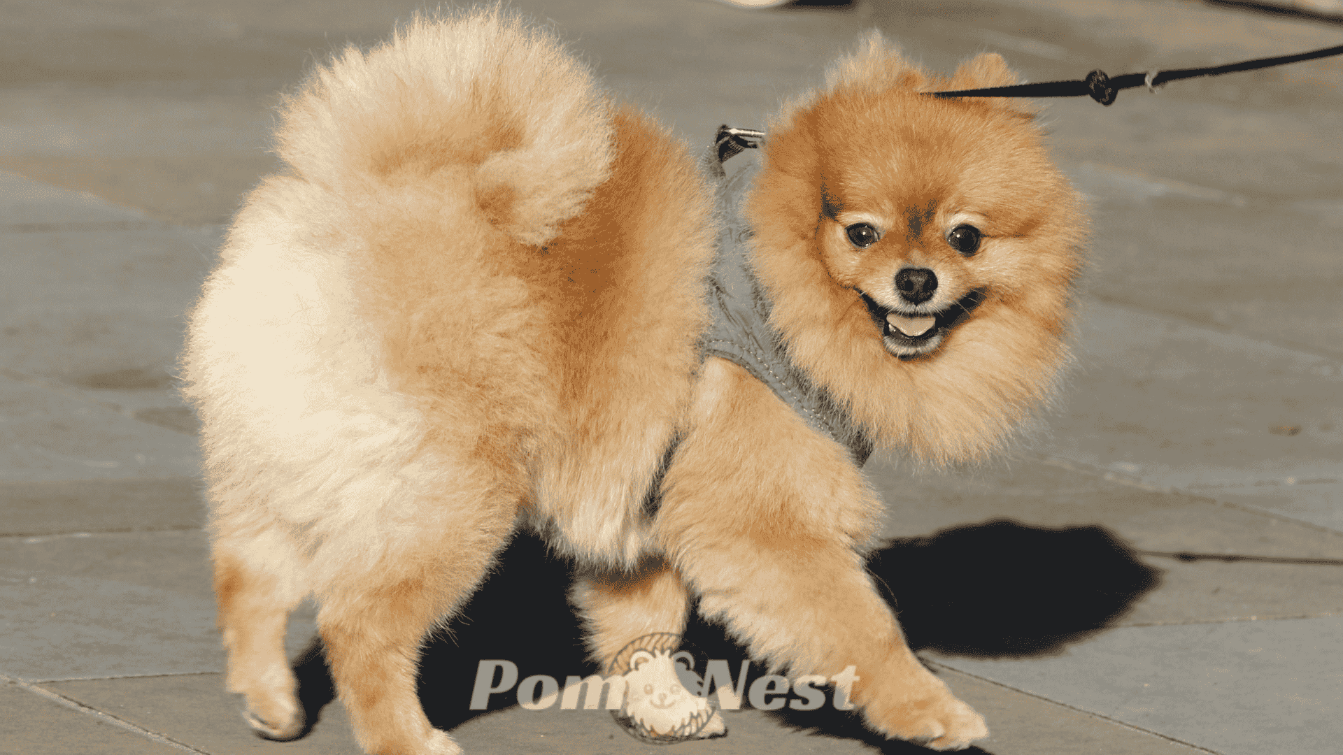 A fluffy Pomeranian dog wearing the best dog harness for Pomeranian during a walk in the park.
