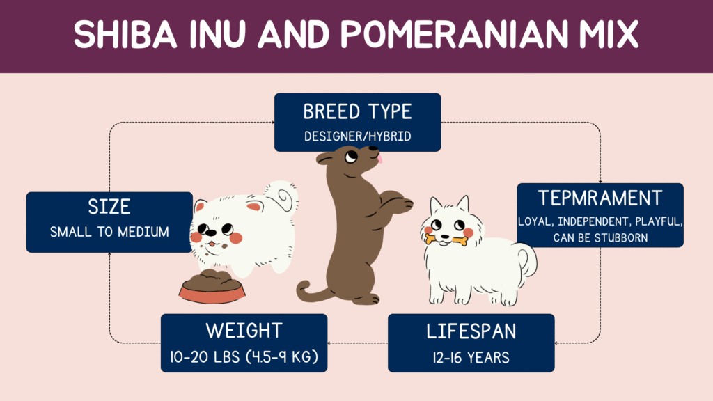 Shiba inu and pomeranian mix breed quick facts.