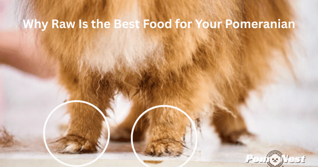 A Pomeranian puppy with weak, shaky feet caused by malnutrition, highlighting the importance of choosing the best food for Pomeranian puppy health.