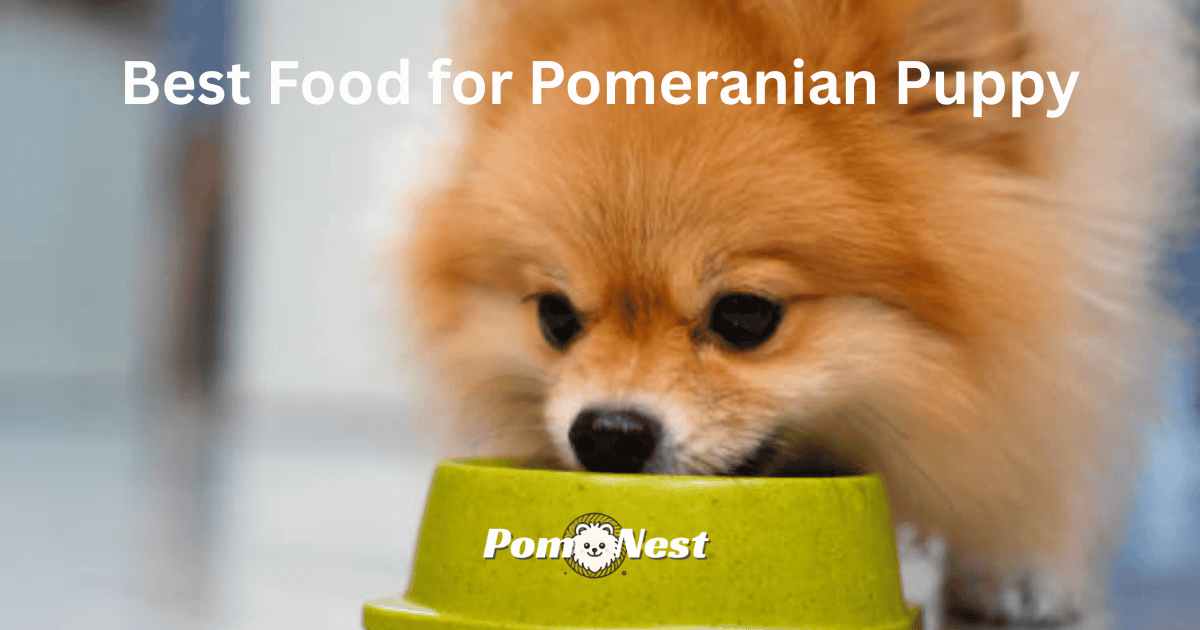 A Pomeranian puppy eating a meal from a small bowl, showing its excitement while enjoying the best food for Pomeranian puppy nutrition.
