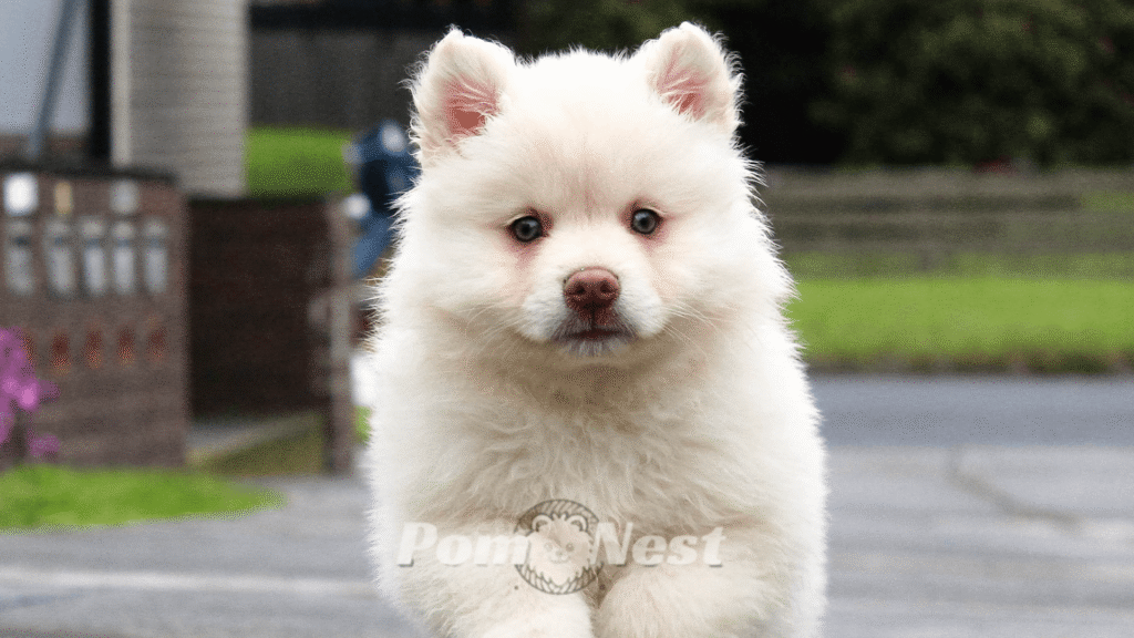 chow chow mix with pomeranian.