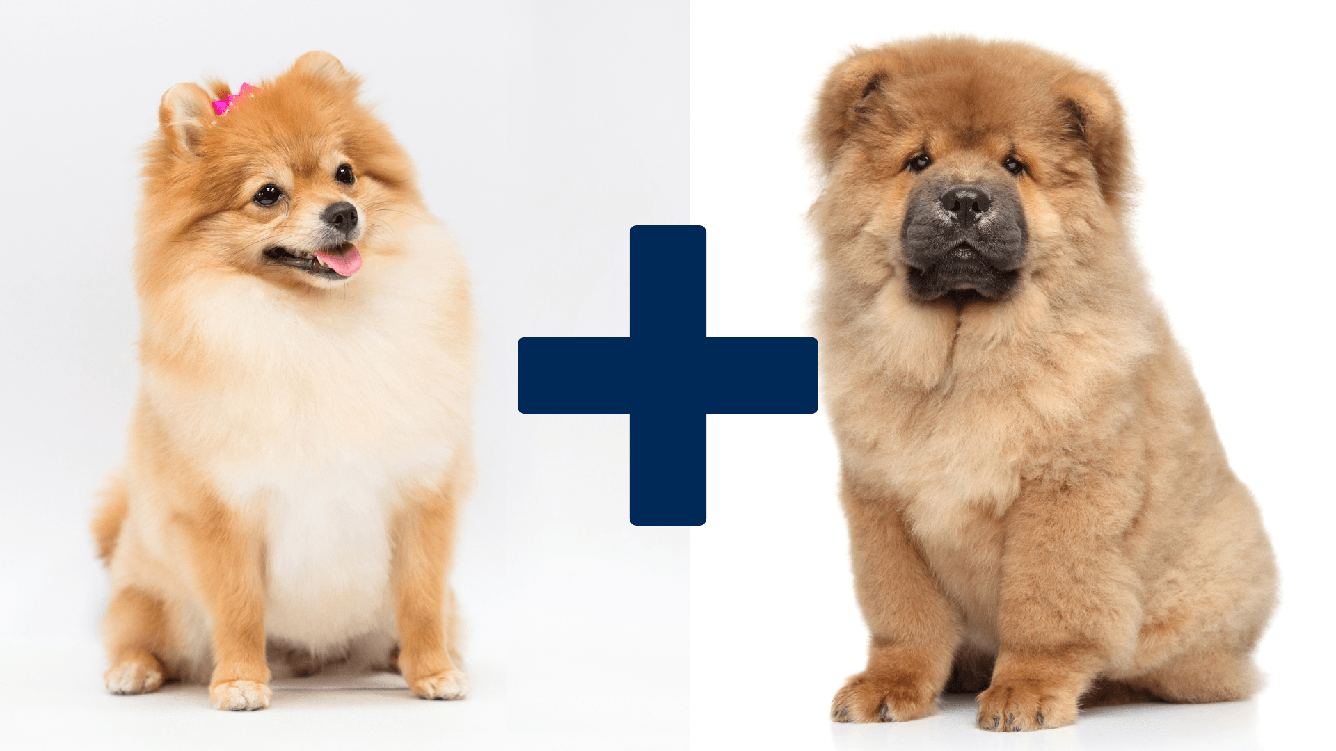 Chow Chow mix with Pomeranian – side by side comparison of a fluffy Pomeranian and a regal Chow Chow, parent breeds of the Chow Pom