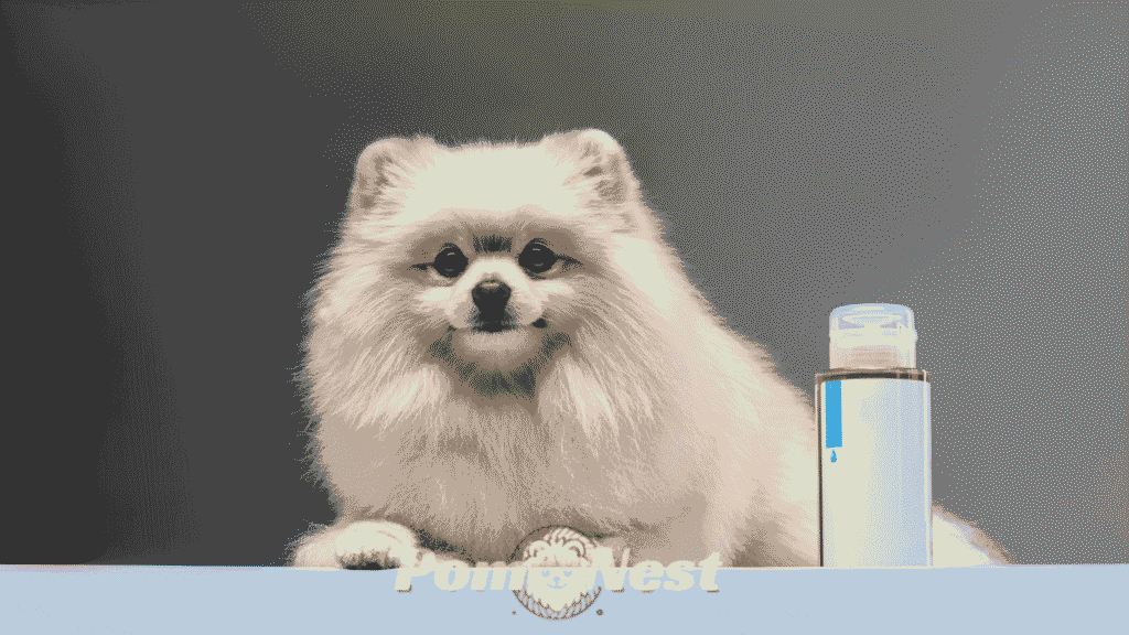 Fluffy Pomeranian dog sitting beside the best shampoo for a Pomeranian dogs, showing grooming essentials for a healthy coat.