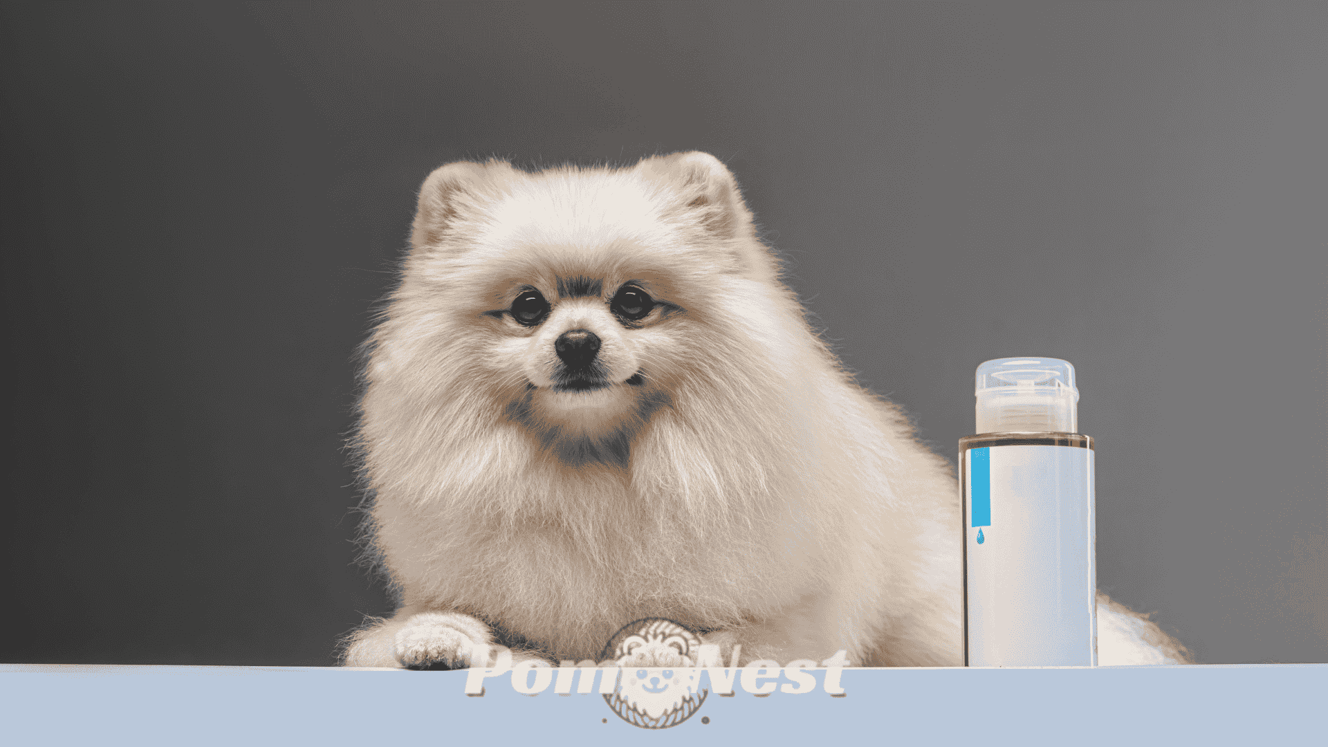 Fluffy Pomeranian dog sitting beside the best shampoo for a Pomeranian dogs, showing grooming essentials for a healthy coat.