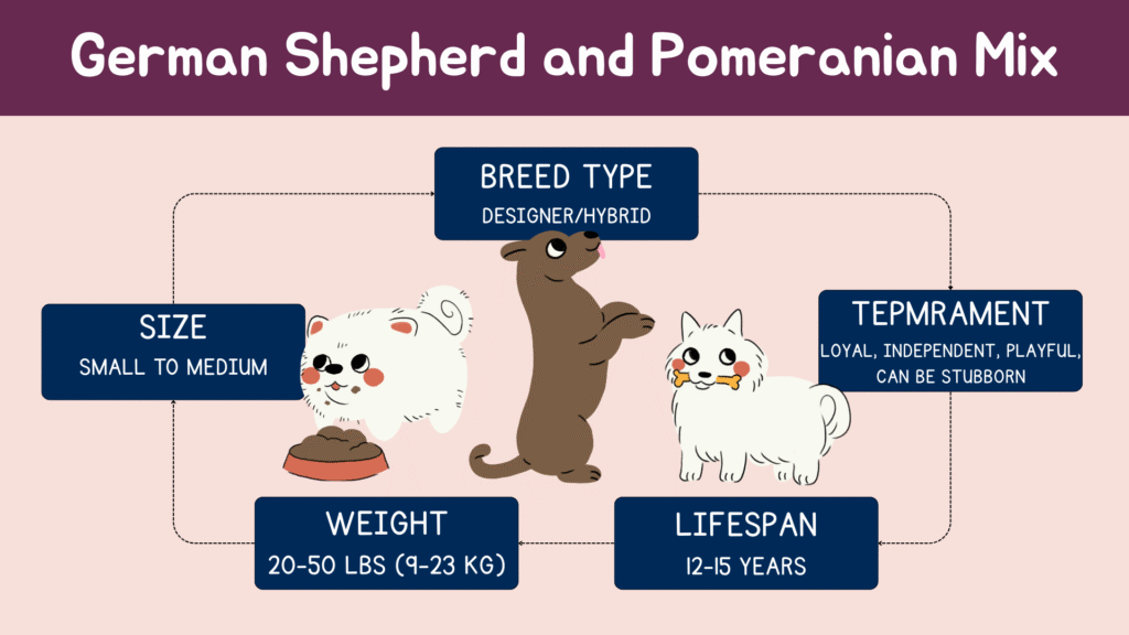 Quick facts about german shepherd and pomeranian mix
