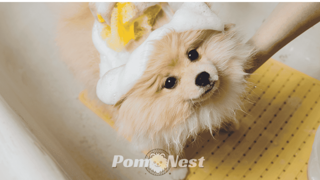 Adorable Pomeranian being bathed with the best shampoo for a Pomeranian to keep its fluffy coat soft and healthy.