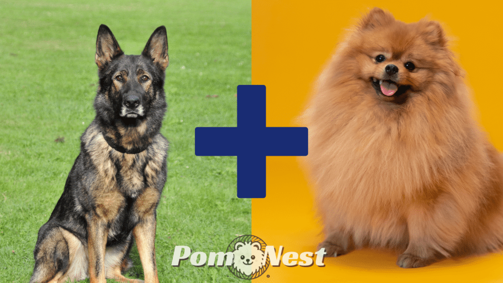 A German Shepherd and Pomeranian mix visual showing a German Shepherd on the left and a Pomeranian on the right, illustrating their parent breeds.