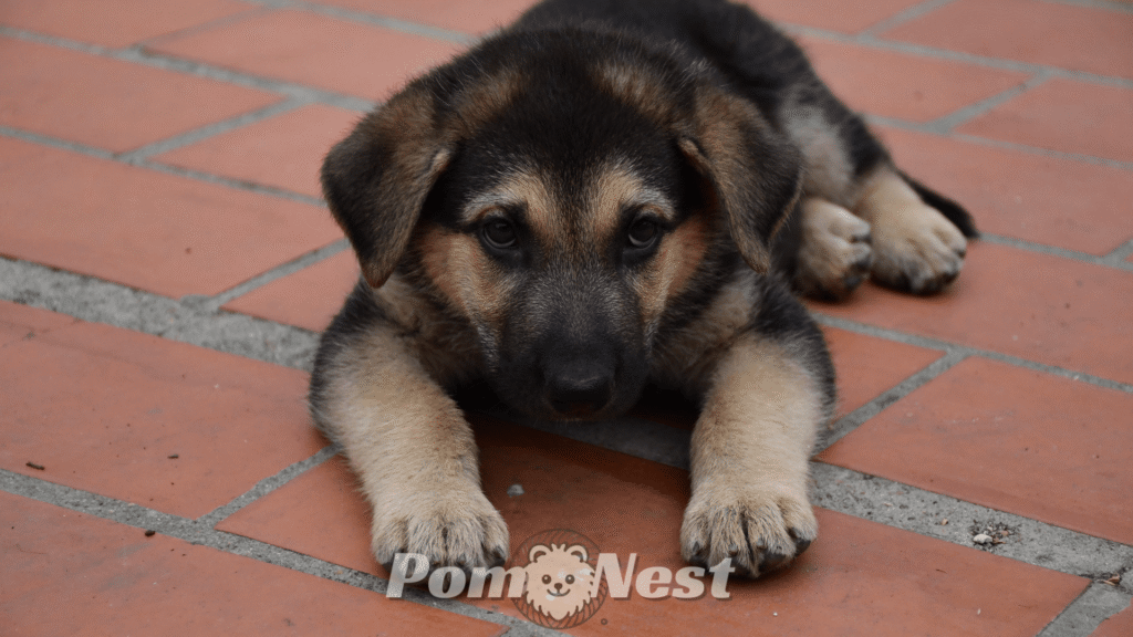 A german shepherd and pomeranian mix dog lying on the floor, showcasing its unique blend of fluffy fur and intelligent eyes.