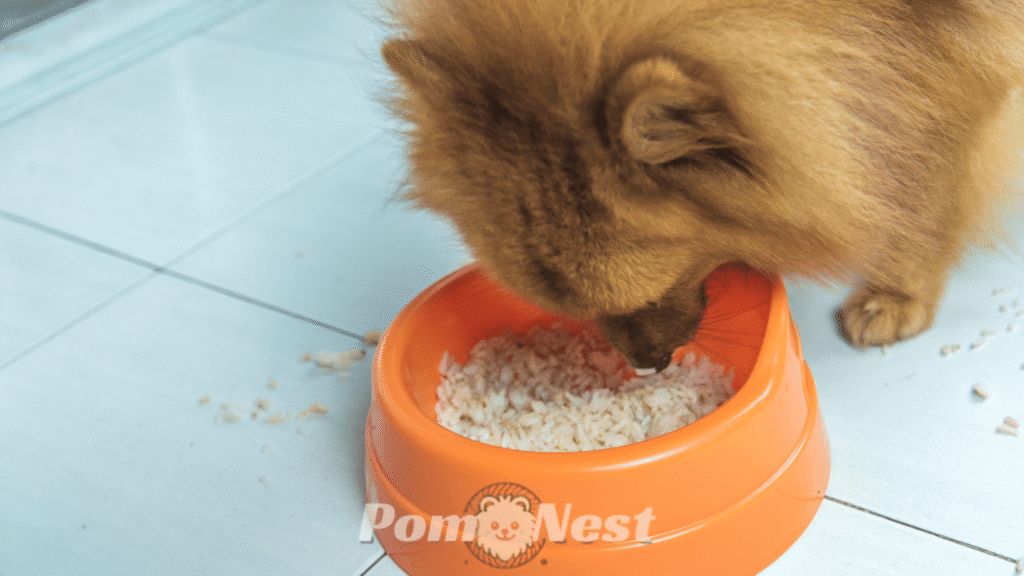 A Hill’s Science Diet Pomeranian enjoying a healthy meal from a food bowl at home.