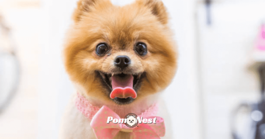 A happy Pomeranian with its tongue out, showcasing the playful personality and fluffy coat that adds to the charm—highlighting how much does a Pomeranian cost for potential dog owners.