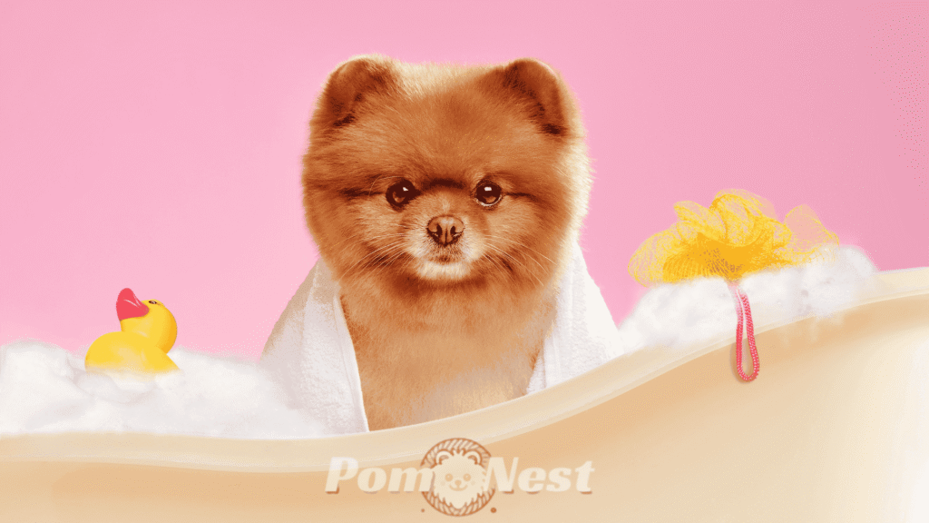 Pomeranian dog ready for bath with a towel wrapped around, showing how often to bathe a Pomeranian.