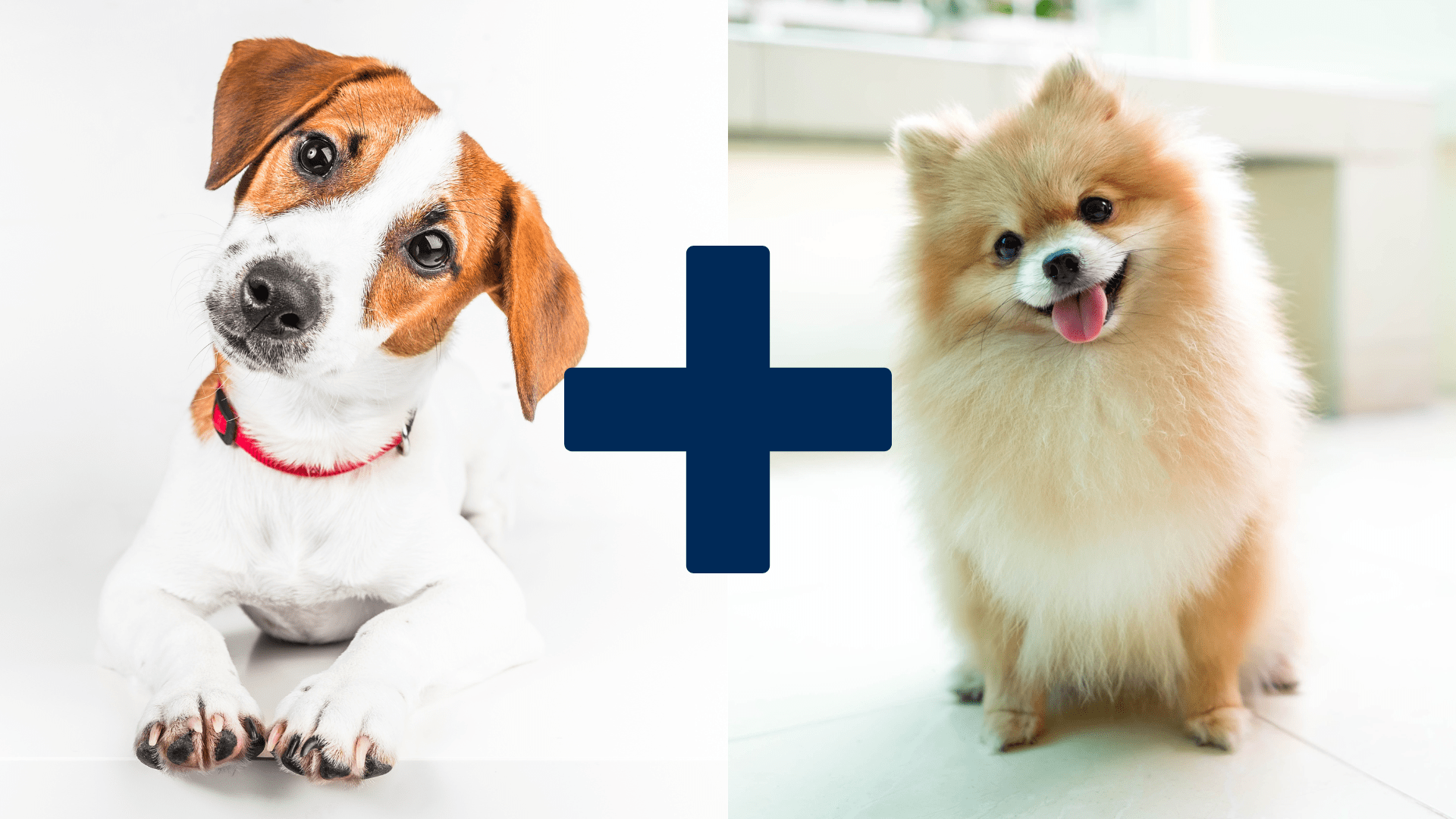 Jack Russel Terrier pomeranian mix. the parent breed are side by side.