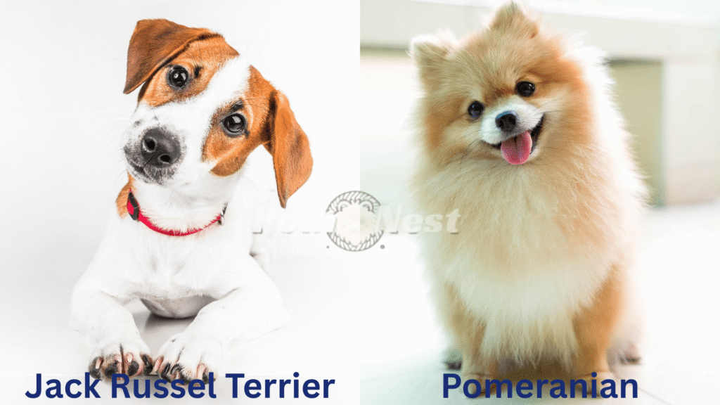 Jack Russel Terrier Pomeranian Mix parent breed.