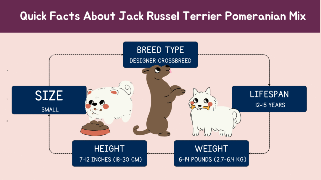 Quick facts about jack russel terrier pomeranian mix breed.