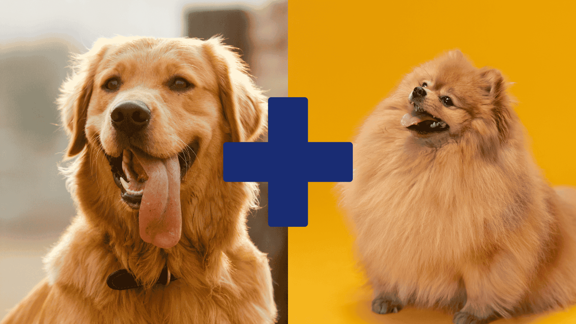 Pomeranian and golden retriever mix