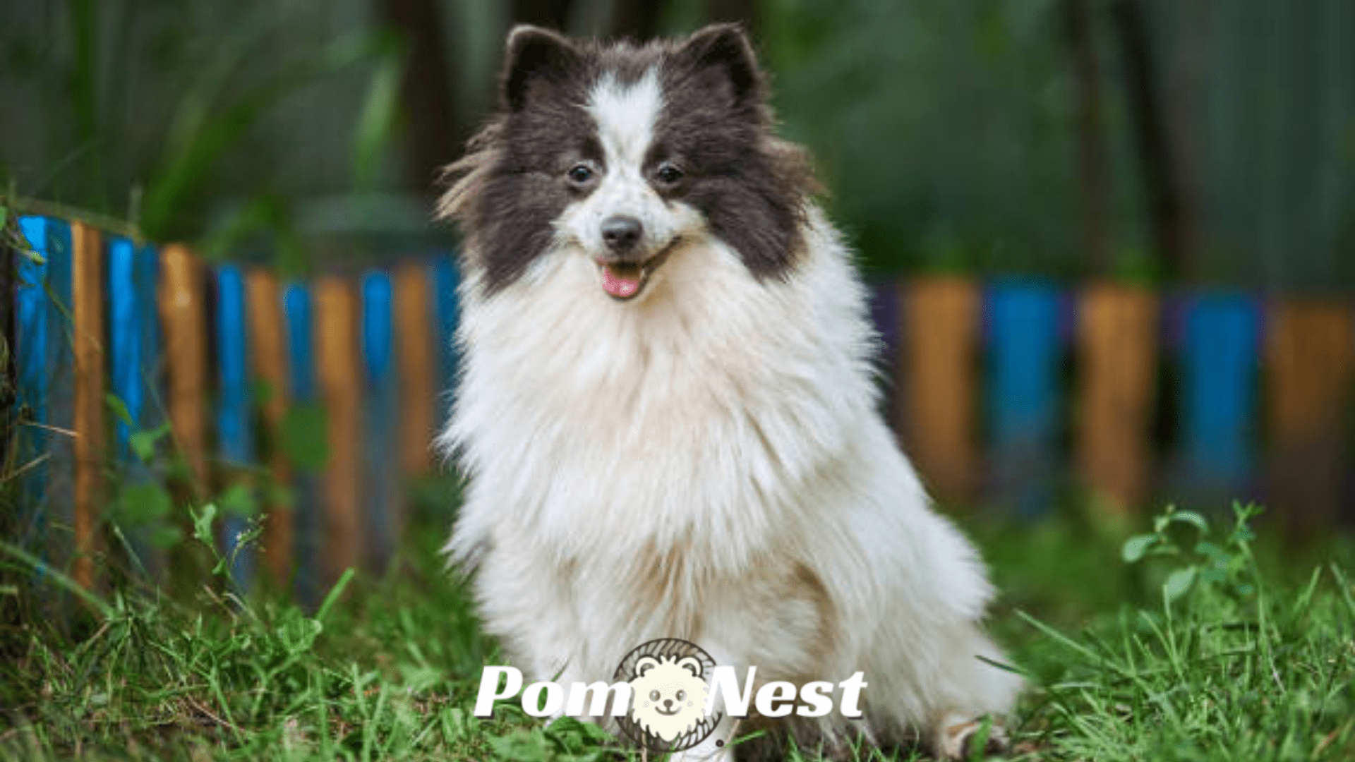 Pomeranian dog black and white sitting on green grass, showcasing its fluffy parti-colored coat and alert expression.