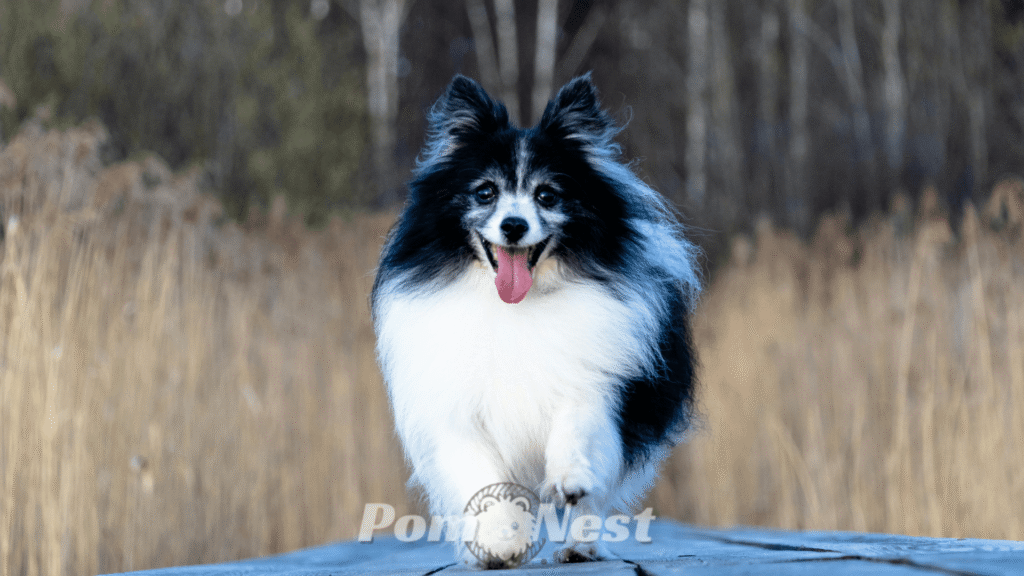 Pomeranian dog black and white with extreme piebald coat running quickly on the track, full of energy and excitement.