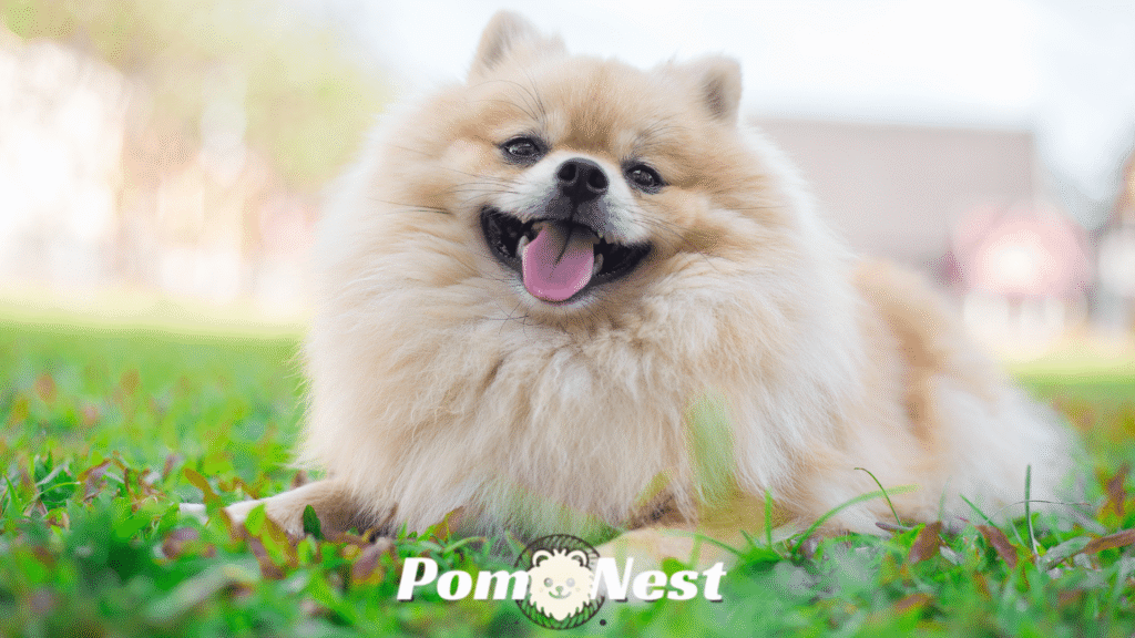 Pomeranian dog black and white with open mouth and tongue out, displaying its playful and cheerful personality