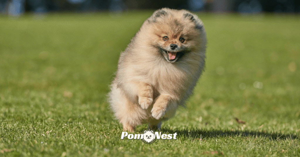 Pomeranian dog running joyfully in a green pasture during pomeranian playtime, full of energy and excitement.