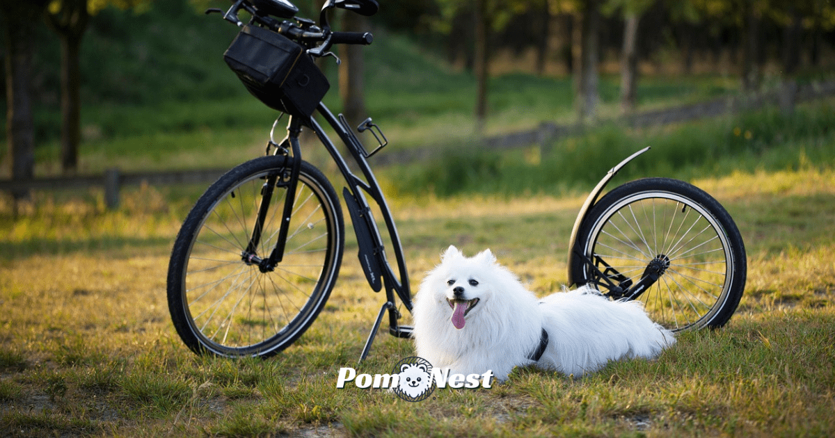 A playful Pomeranian dog sitting beside a bicycle, eagerly ready for pomeranian playtime with a flirt pole on a sunny day.