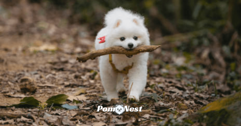 A Pomeranian ready to fetch, holding a piece of wood in its mouth while standing in the open plains—highlighting the playful nature of training a Pomeranian to fetch.