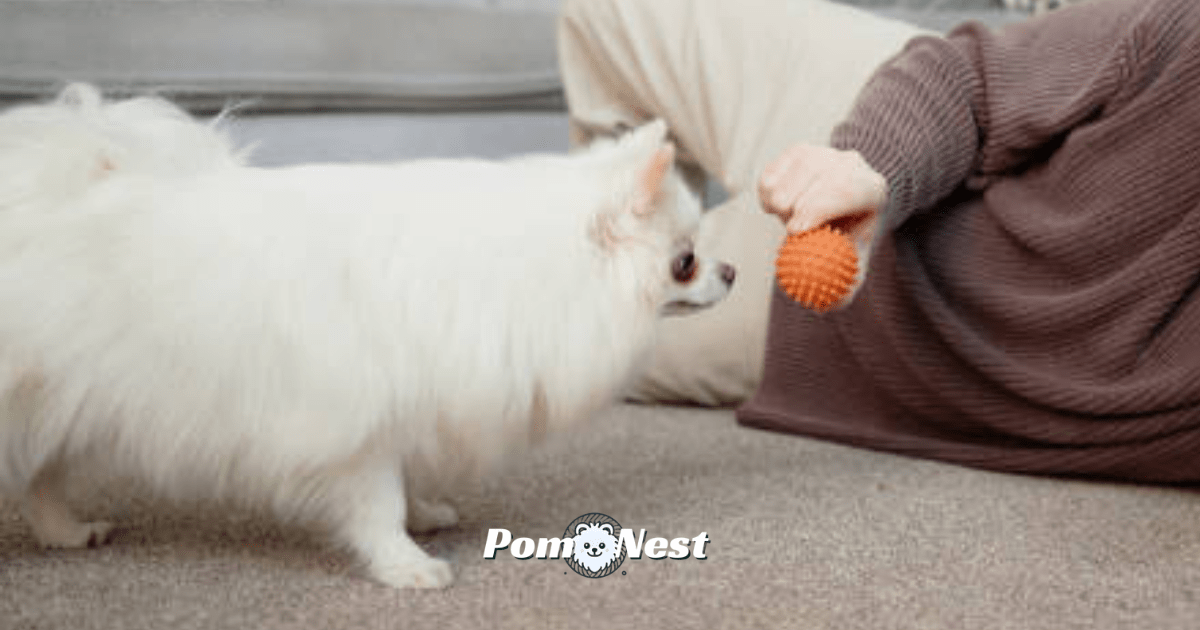 A playful Pomeranian learning to fetch a ball indoors with its owner, highlighting the fun and energy of teaching a Pomeranian to fetch at home.