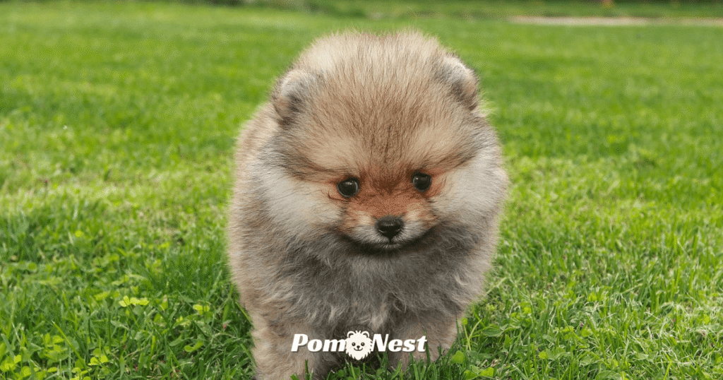 Pomeranian with a teddy bear haircut standing on the grass.