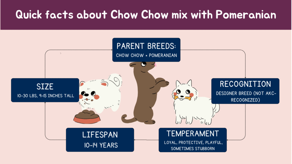 quick facts about chow chow mix with pomeranian.