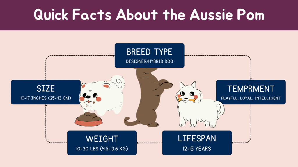 Quick facts infographic showing size, weight, temperament, and lifespan of the Australian Shepherd and Pomeranian mix.